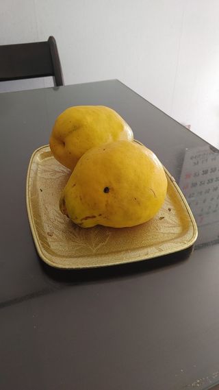 태평농장님의 기타작물 · 자유게시판 작성글 사진