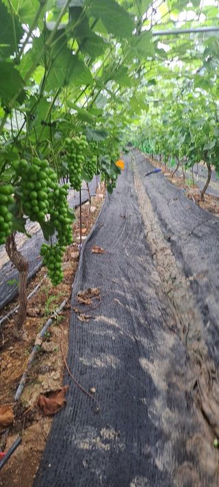 피롤땅지기님의 자유주제 · 사진전 작성글 사진