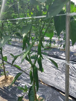 피롤땅지기님의 자유주제 · 사진전 작성글 사진