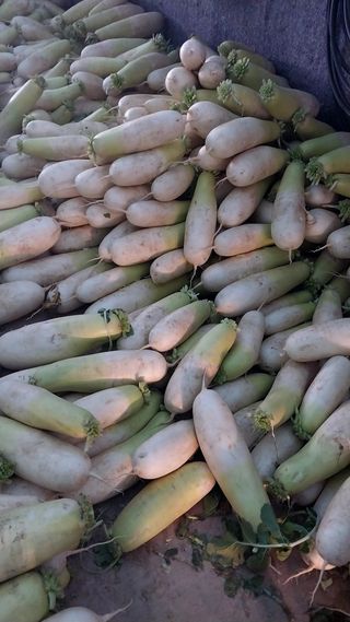 펠렛전문이부장님의 농사, 무엇이든 물어보세요! · 참여글 작성글 사진