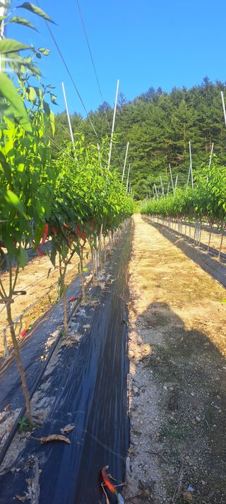 펠렛전문이부장님의 농사, 무엇이든 물어보세요! · 참여글 작성글 사진