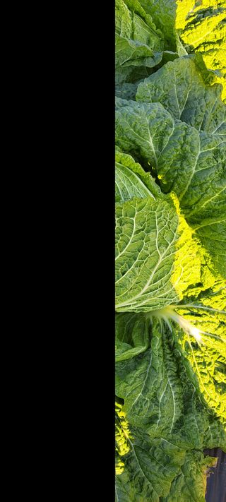 펠렛전문이부장님의 농사, 무엇이든 물어보세요! · 참여글 작성글 사진