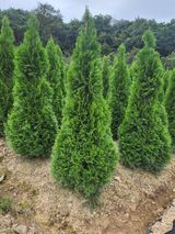 팜모닝 농사, 무엇이든 물어보세요!·참여글 게시글 이미지