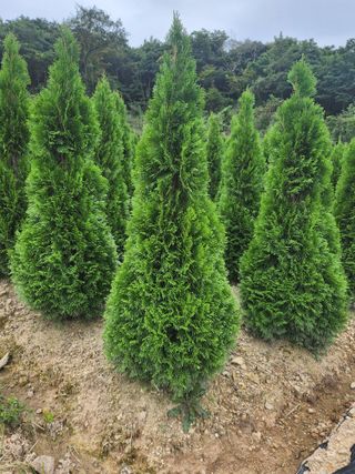 진도힐링농원님의 농사, 무엇이든 물어보세요! · 참여글 작성글 사진