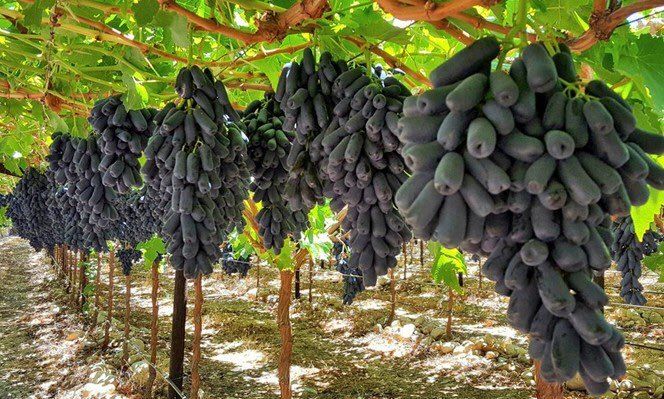 오대원님의 장터 판매 상품 [루비에스사과 수퍼복분자 블랙 베리 왜성호두 민엄나무묘목 포도 묘목 7종 판매합니다 ] 첨부 사진