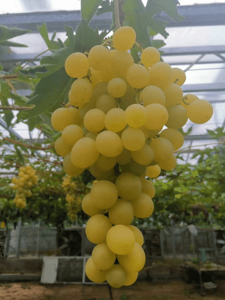 오대원님의 장터 판매 상품 [루비에스사과 수퍼복분자 블랙 베리 왜성호두 민엄나무묘목 포도 묘목 7종 판매합니다 ] 첨부 사진