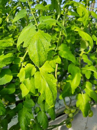 김민식 님의 농사, 무엇이든 물어보세요! · 참여글 작성글 사진