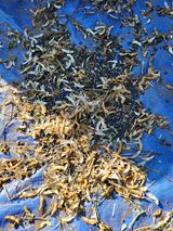 팜모닝 농사, 무엇이든 물어보세요!·참여글 게시글 이미지