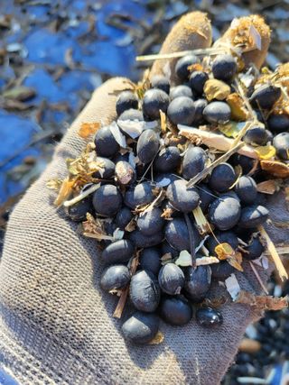 안영매(터실농장)님의 농사, 무엇이든 물어보세요! · 참여글 작성글 사진