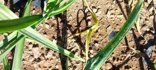 이형모님의 농사, 무엇이든 물어보세요! · 참여글 작성글 사진