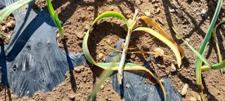 이형모님의 농사, 무엇이든 물어보세요! · 참여글 작성글 사진