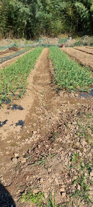 이형모님의 농사, 무엇이든 물어보세요! · 참여글 작성글 사진