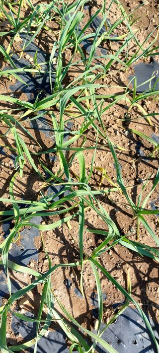 이형모님의 농사, 무엇이든 물어보세요! · 참여글 작성글 사진