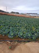 팜모닝 양배추·자유게시판 게시글 이미지