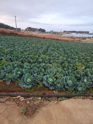 김영석님의 양배추 · 자유게시판 작성글 사진
