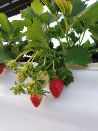 전성란님의 딸기 · 일상 작성글 사진