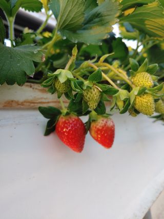 전성란님의 딸기 · 일상 작성글 사진