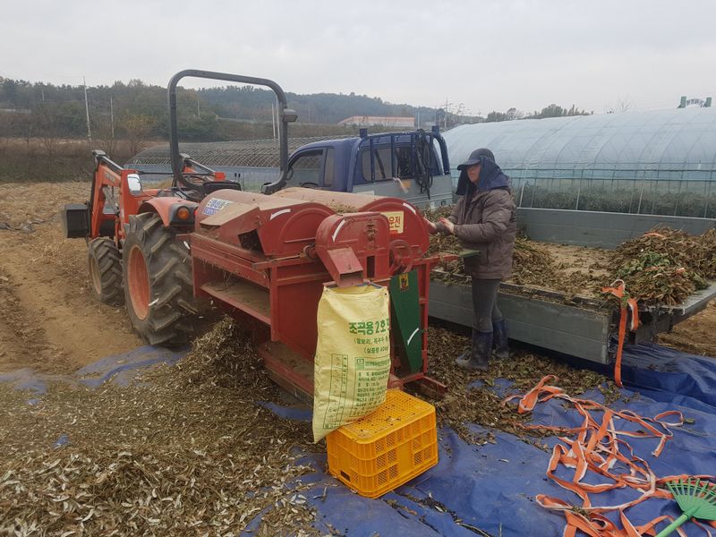 이은호님의 장터 판매 상품 [검정콩(귀족서리태)] 첨부 사진