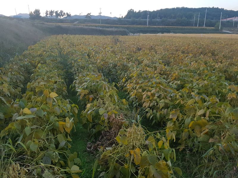 이은호님의 장터 판매 상품 [검정콩(귀족서리태)] 첨부 사진