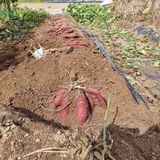 팜모닝 고구마·자유게시판 게시글 이미지