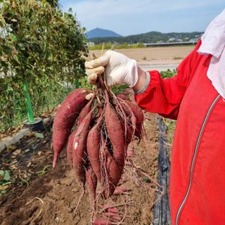 이종권님의 고구마 · 자유게시판 작성글 사진
