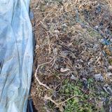 팜모닝 고구마·영농일지 게시글 이미지