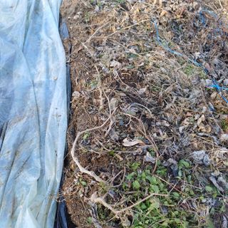 삼성농산님의 고구마 · 영농일지 작성글 사진