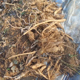 삼성농산님의 고구마 · 영농일지 작성글 사진