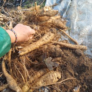 삼성농산님의 고구마 · 영농일지 작성글 사진