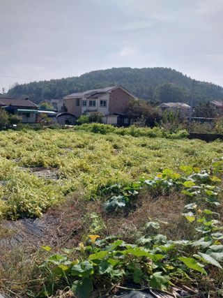 대부도하비님의 자유주제 · 자유게시판 작성글 사진