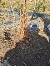 팜모닝 농사, 무엇이든 물어보세요!·참여글 게시글 이미지