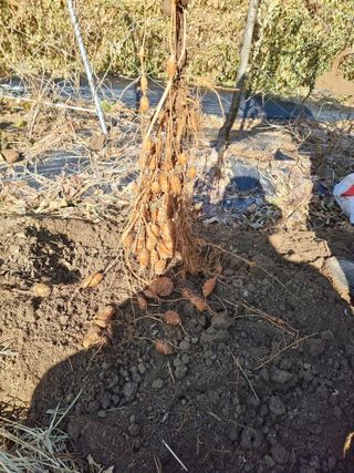 김석중님의 농사, 무엇이든 물어보세요! · 참여글 작성글 사진