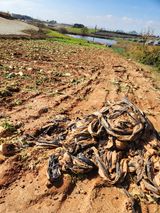 팜모닝 기타작물·영농일지 게시글 이미지