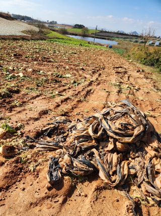 김저팔계님의 기타작물 · 영농일지 작성글 사진