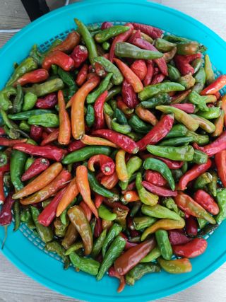 고영희님의 농사, 무엇이든 물어보세요! · 참여글 작성글 사진