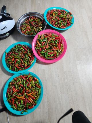 고영희님의 농사, 무엇이든 물어보세요! · 참여글 작성글 사진