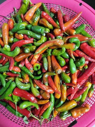 고영희님의 농사, 무엇이든 물어보세요! · 참여글 작성글 사진