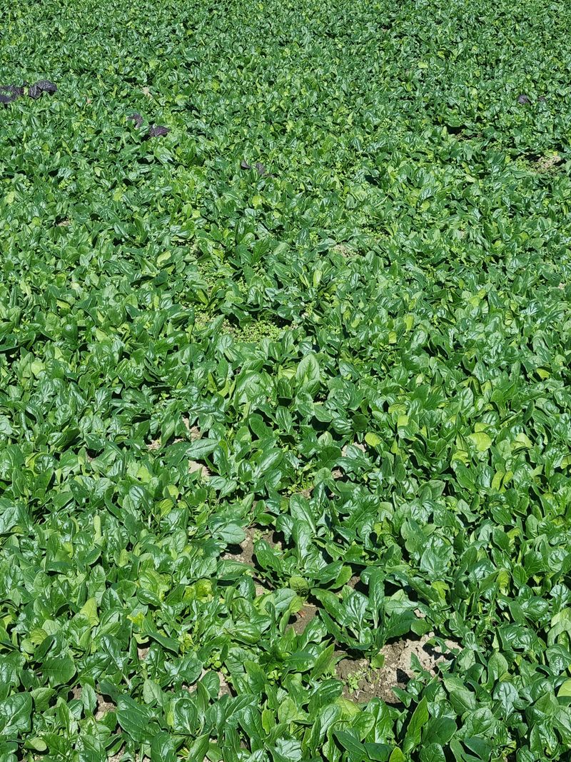 남해 2세님의 장터 판매 상품 [●보물섬시금치 7kg~●] 첨부 사진