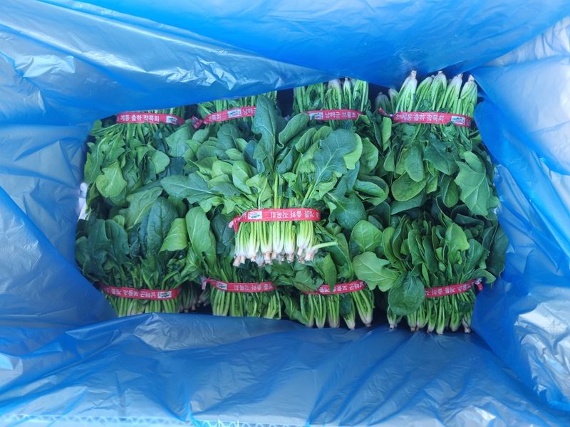 남해 2세님의 장터 판매 상품 [●보물섬시금치 7kg~●] 첨부 사진