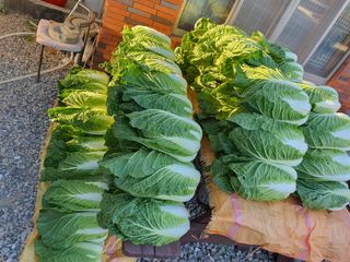 징금다리님의 배추 · 일상 작성글 사진