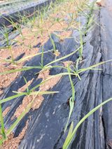 팜모닝 농사, 무엇이든 물어보세요!·참여글 게시글 이미지