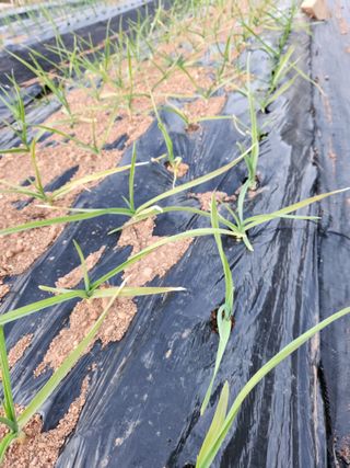 수네님의 농사, 무엇이든 물어보세요! · 참여글 작성글 사진