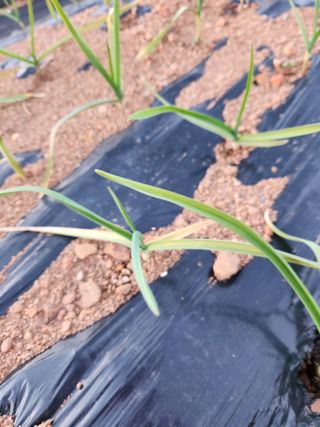 수네님의 농사, 무엇이든 물어보세요! · 참여글 작성글 사진