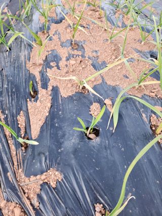 수네님의 농사, 무엇이든 물어보세요! · 참여글 작성글 사진