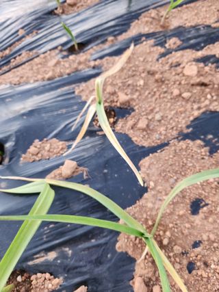 수네님의 농사, 무엇이든 물어보세요! · 참여글 작성글 사진