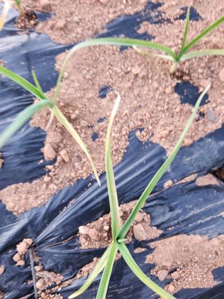 수네님의 농사, 무엇이든 물어보세요! · 참여글 작성글 사진