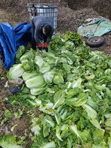 팜모닝 자유주제·자유게시판 게시글 이미지