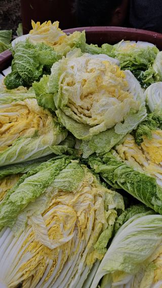 백용기님의 자유주제 · 자유게시판 작성글 사진