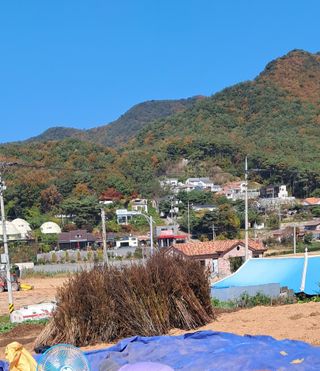 황민수님의 농사, 무엇이든 물어보세요! · 참여글 작성글 사진