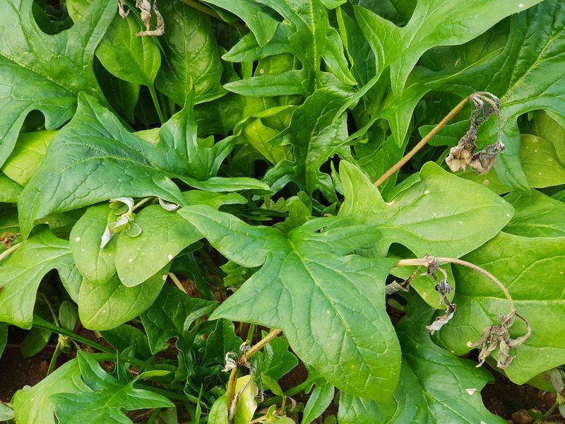 장터 상품 [시금치] 썸네일